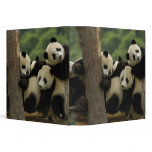 Giant panda babies Ailuropoda melanoleuca) 4 3 Ring Binders