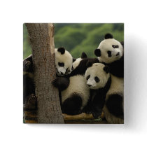 Giant panda babies Ailuropoda melanoleuca) 4 Pins