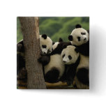 Giant panda babies Ailuropoda melanoleuca) 4 buttons