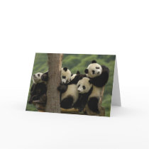 Giant panda babies Ailuropoda melanoleuca) 4 Card