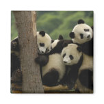 Giant panda babies Ailuropoda melanoleuca) 4 magnets
