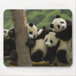 Giant panda babies Ailuropoda melanoleuca) 4 Mouse Pad