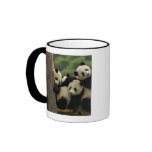 Giant panda babies Ailuropoda melanoleuca) 4 mugs