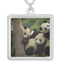 Giant panda babies Ailuropoda melanoleuca) 4 Custom Jewelry