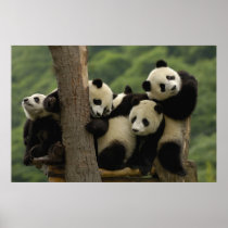 Giant panda babies Ailuropoda melanoleuca) 4