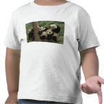 Giant panda babies Ailuropoda melanoleuca) 4 t-shirts