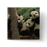Giant panda babies Ailuropoda melanoleuca) 5 buttons