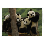 Giant panda babies Ailuropoda melanoleuca) 5 cards