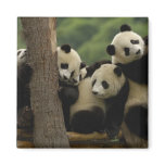 Giant panda babies Ailuropoda melanoleuca) 5 magnets