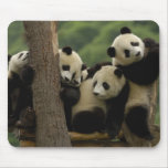 Giant panda babies Ailuropoda melanoleuca) 5 Mouse Pads
