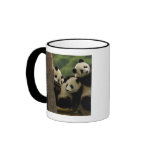 Giant panda babies Ailuropoda melanoleuca) 5 mugs