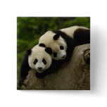 Giant panda babies Ailuropoda melanoleuca) 6 buttons