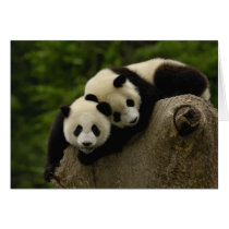 Giant panda babies Ailuropoda melanoleuca) 6 Greeting Cards