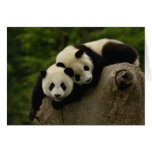 Giant panda babies Ailuropoda melanoleuca) 6 cards
