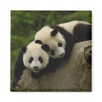 Giant panda babies Ailuropoda melanoleuca) 6 Magnets