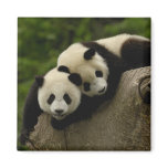 Giant panda babies Ailuropoda melanoleuca) 6 magnets