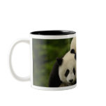 Giant panda babies Ailuropoda melanoleuca) 6 mugs
