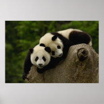 Giant panda babies Ailuropoda melanoleuca) 6