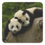 Giant panda babies Ailuropoda melanoleuca) 6 Stickers