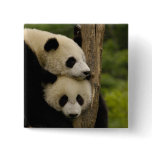 Giant panda babies Ailuropoda melanoleuca) 7 buttons