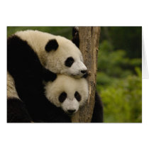 Giant panda babies Ailuropoda melanoleuca) 7 Greeting Cards