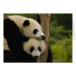 Giant panda babies Ailuropoda melanoleuca) 7 cards