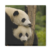Giant panda babies Ailuropoda melanoleuca) 7 Magnets