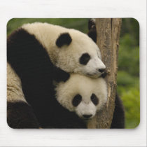 Giant panda babies Ailuropoda melanoleuca) 7 Mouse Pad