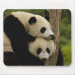 Giant panda babies Ailuropoda melanoleuca) 7 Mouse Pad