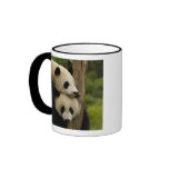 Giant panda babies Ailuropoda melanoleuca) 7 mugs