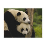 Giant panda babies Ailuropoda melanoleuca) 7 postcards
