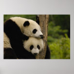 Giant panda babies Ailuropoda melanoleuca) 7 posters