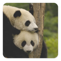 Giant panda babies Ailuropoda melanoleuca) 7 Square Stickers