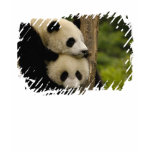 Giant panda babies Ailuropoda melanoleuca) 7 t-shirts