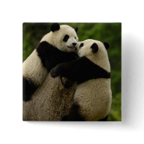 Giant panda babies (Ailuropoda melanoleuca)