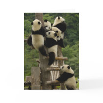 Giant panda babies Ailuropoda melanoleuca) Greeting Cards