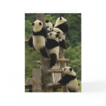Giant panda babies Ailuropoda melanoleuca) cards