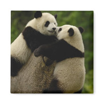 Giant panda babies (Ailuropoda melanoleuca)