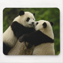 Giant panda babies (Ailuropoda melanoleuca)