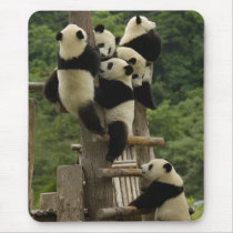 Giant panda babies Ailuropoda melanoleuca) Mousepads
