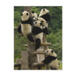 Giant panda babies Ailuropoda melanoleuca) postcards
