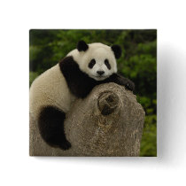 Giant panda baby Ailuropoda melanoleuca) 11 Button