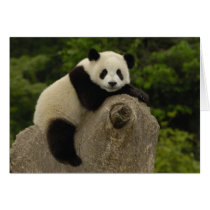 Giant panda baby Ailuropoda melanoleuca) 11 Card