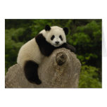 Giant panda baby Ailuropoda melanoleuca) 11 cards