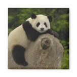 Giant panda baby Ailuropoda melanoleuca) 11 magnets
