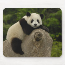 Giant panda baby Ailuropoda melanoleuca) 11 Mouse Pads