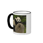 Giant panda baby Ailuropoda melanoleuca) 11 mugs