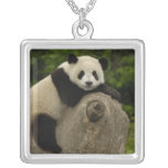 Giant panda baby Ailuropoda melanoleuca) 11 necklaces