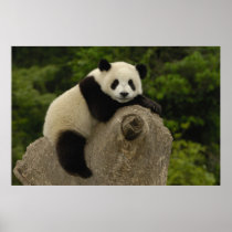 Giant panda baby Ailuropoda melanoleuca) 11
