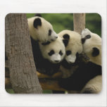 Giant panda baby Ailuropoda melanoleuca) 4 Mousepads